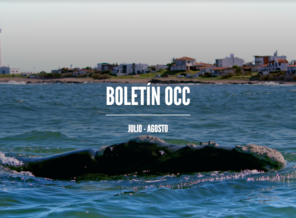 temporada de ballenas